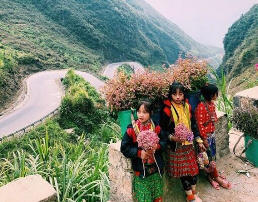 du lịch hà giang mùa hoa tam giác mạch