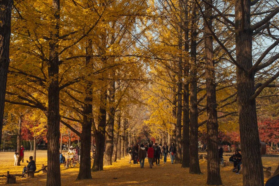 Nami Island Korea 25 960x640