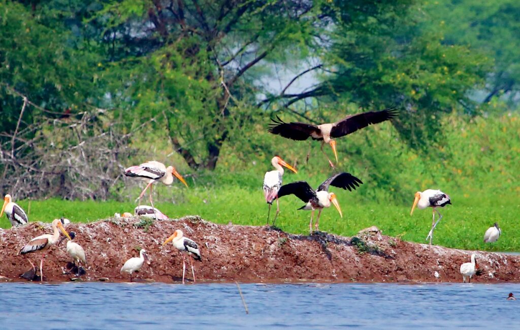Madhmeshwar Bird Nashik