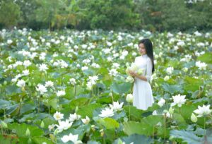 Sen Trang Tam Hung
